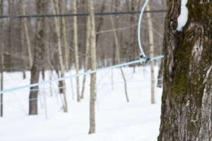 L'estrazione dello sciroppo d'acero dagli alberi nei boschi del Quebec