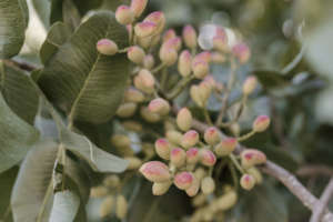 Le piante di pistacchio